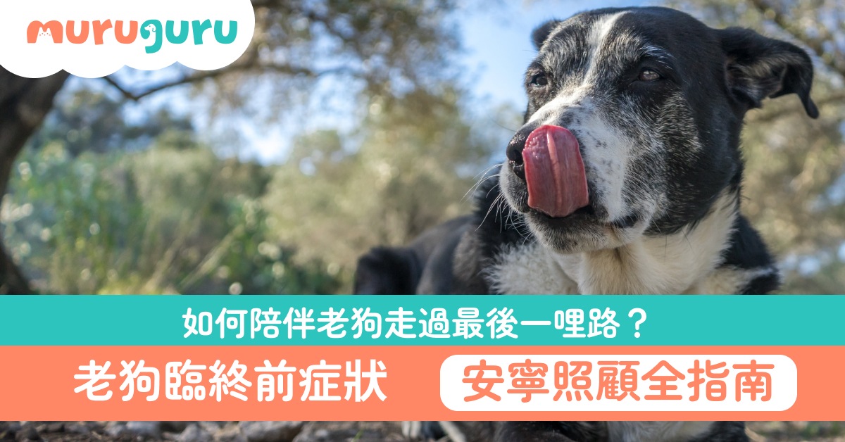 【老狗照護】如何陪伴老狗走過最後一哩路?老狗臨終前症狀與安寧照顧全指南