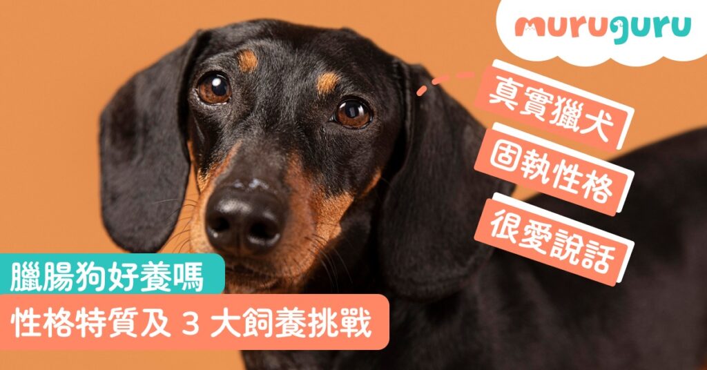 【犬種百科】臘腸狗好養嗎？拆解長短毛臘腸狗性格特質、3 大飼養挑戰與椎間盤護理指南