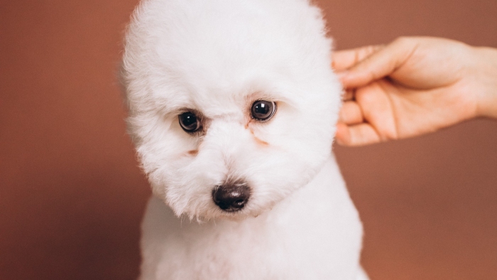 比熊犬眼角極易流出淚水，進而氧化形成兩道深紅褐色的難看淚痕