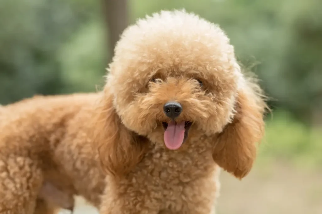 貴婦狗的特徵明顯,是香港家庭喜愛的寵物犬。