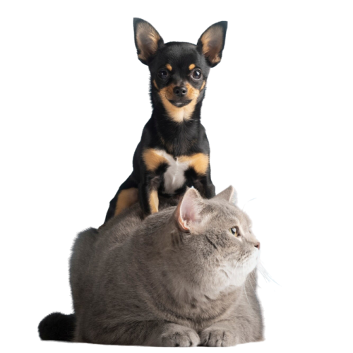 beautiful-pet-portrait-small-dog-cat-3